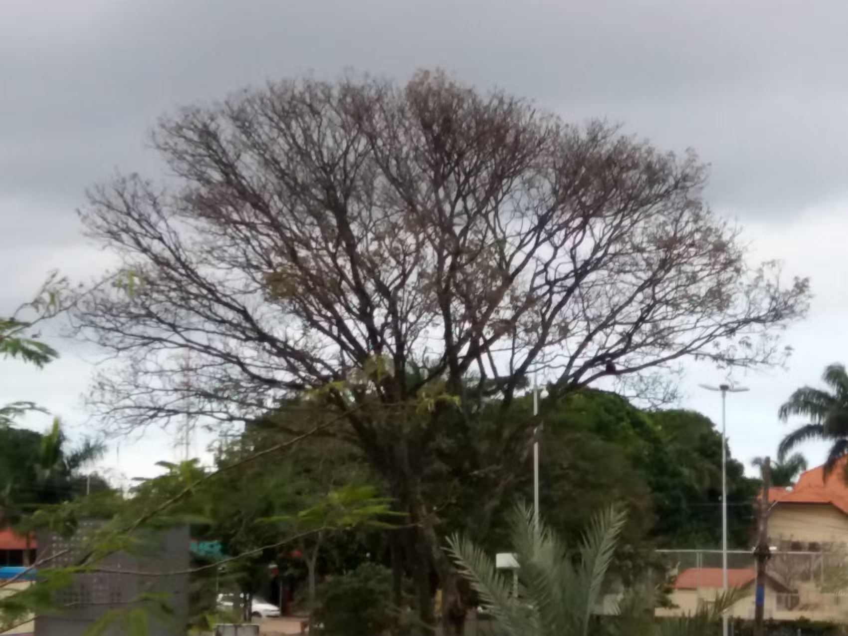 "Em Mato Grosso do Sul, a semana tem início com chuva e temperaturas mais amenas."